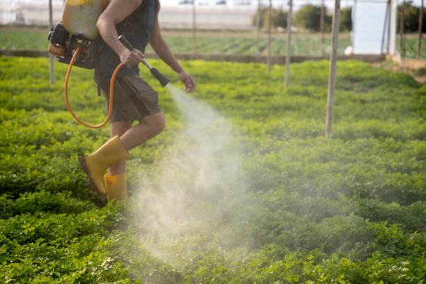 Best Wasp Removal Services  in Goldthwaite, TX