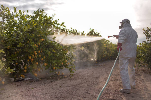 Best Pest Removal Services  in Goldthwaite, TX