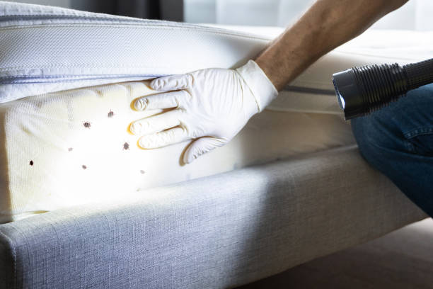 Best Wasp Removal Services  in Goldthwaite, TX